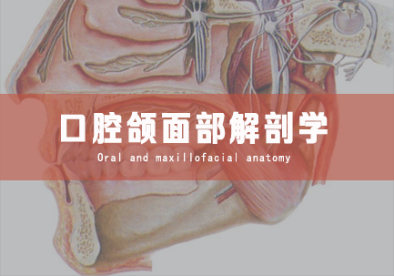 口腔颌面部解剖学